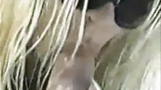 Vene babe fucks mees riista co co
